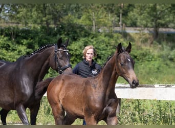 Trakehner, Hengst, 1 Jahr, 170 cm, Brauner