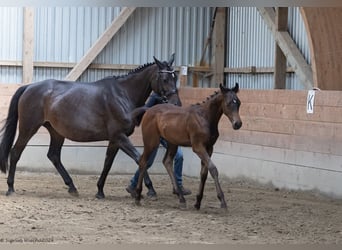 Trakehner, Hengst, 1 Jahr, 170 cm, Brauner