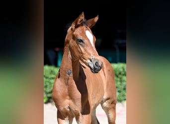 Trakehner, Hengst, 1 Jahr, 170 cm, Brauner