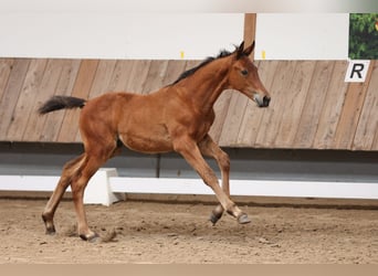 Trakehner, Hengst, 1 Jahr, 170 cm, Brauner