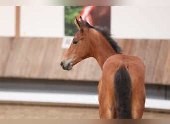 Trakehner, Hengst, 1 Jahr, 170 cm, Brauner