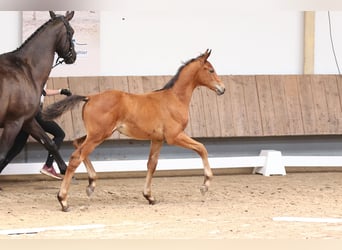 Trakehner, Hengst, 1 Jahr, 170 cm, Brauner