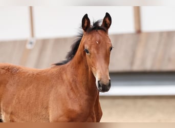 Trakehner, Hengst, 1 Jahr, 170 cm, Brauner