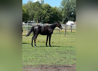 Trakehner, Hengst, 1 Jahr, 170 cm, Kann Schimmel werden