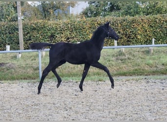 Trakehner, Hengst, 1 Jahr, 170 cm, Rappe
