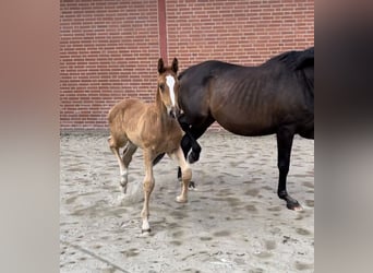Trakehner, Hengst, 1 Jahr, 176 cm, Fuchs