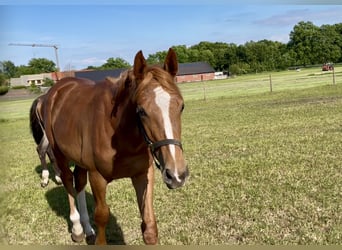 Trakehner, Hengst, 1 Jahr, 176 cm, Fuchs