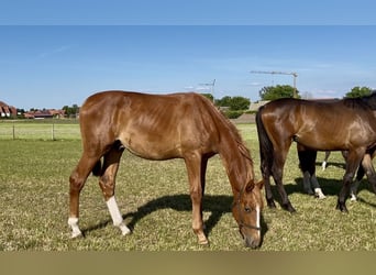 Trakehner, Hengst, 1 Jahr, 176 cm, Fuchs