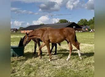 Trakehner, Hengst, 1 Jahr, 176 cm, Fuchs