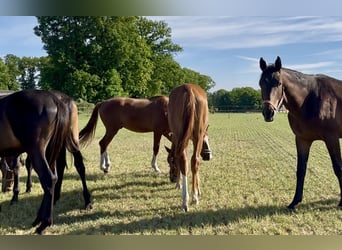 Trakehner, Hengst, 1 Jahr, 176 cm, Fuchs