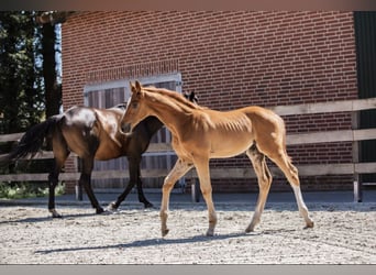 Trakehner, Hengst, 1 Jahr, 176 cm, Fuchs
