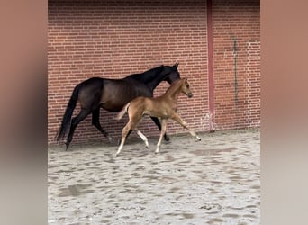 Trakehner, Hengst, 1 Jahr, 176 cm, Fuchs