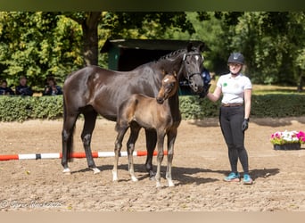 Trakehner, Hengst, 1 Jahr, Brauner
