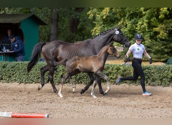 Trakehner, Hengst, 1 Jahr, Brauner