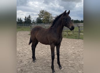Trakehner, Hengst, 1 Jahr, Brauner