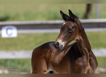 Trakehner, Hengst, 1 Jahr, Brauner