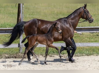 Trakehner, Hengst, 1 Jahr, Brauner