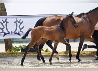 Trakehner, Hengst, 1 Jahr, Brauner