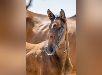 Trakehner, Hengst, 1 Jahr, Brauner