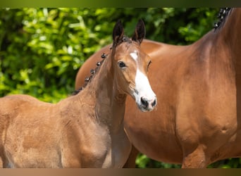 Trakehner, Hengst, 1 Jahr, Brauner