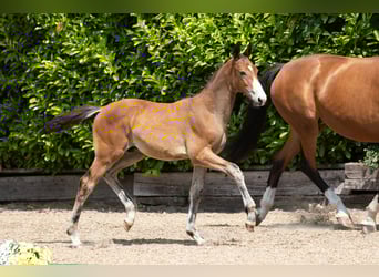 Trakehner, Hengst, 1 Jahr, Brauner