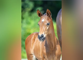 Trakehner, Hengst, 1 Jahr, Brauner