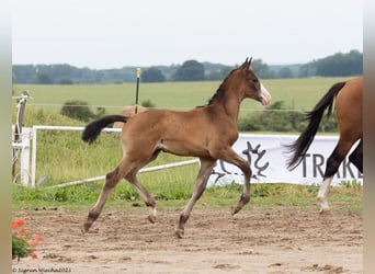 Trakehner, Hengst, 1 Jahr, Brauner