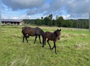 Trakehner, Hengst, 1 Jahr
