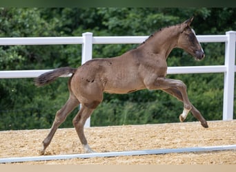 Trakehner, Hengst, 1 Jahr, Dunkelbrauner