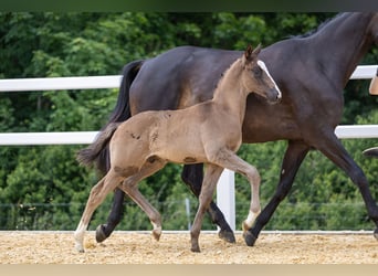 Trakehner, Hengst, 1 Jahr, Dunkelbrauner