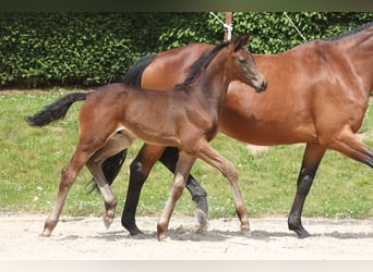 Trakehner, Hengst, 1 Jahr, Dunkelbrauner