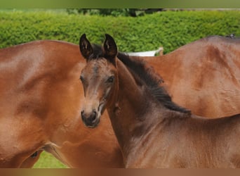 Trakehner, Hengst, 1 Jahr, Dunkelbrauner