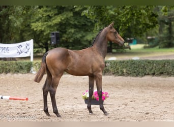 Trakehner, Hengst, 1 Jahr, Dunkelbrauner