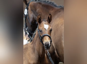 Trakehner, Hengst, 1 Jahr, Dunkelbrauner
