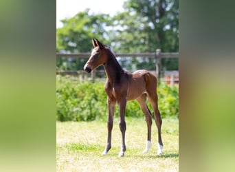 Trakehner, Hengst, 1 Jahr, Dunkelbrauner