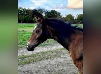 Trakehner, Hengst, 1 Jahr, Dunkelbrauner
