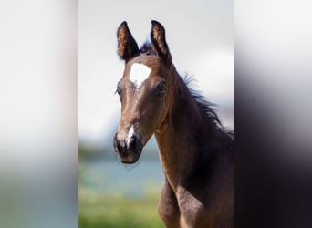 Trakehner, Hengst, 1 Jahr, Dunkelbrauner
