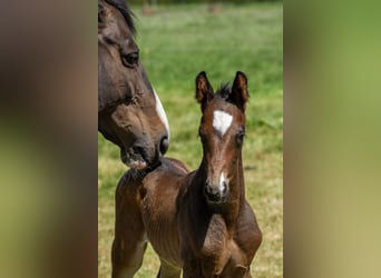 Trakehner, Hengst, 1 Jahr, Dunkelbrauner