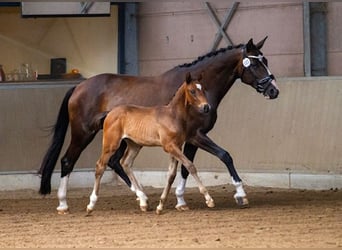Trakehner, Hengst, 1 Jahr, Dunkelbrauner