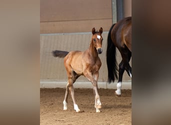 Trakehner, Hengst, 1 Jahr, Dunkelbrauner