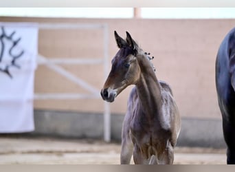 Trakehner, Hengst, 1 Jahr, Dunkelbrauner