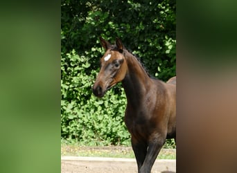 Trakehner, Hengst, 1 Jahr, Dunkelbrauner