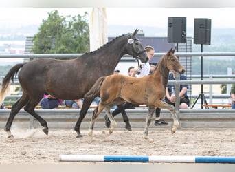 Trakehner, Hengst, 1 Jahr, Dunkelbrauner