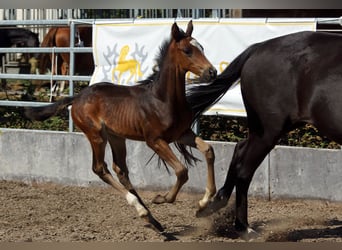 Trakehner, Hengst, 1 Jahr, Dunkelbrauner