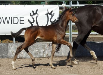 Trakehner, Hengst, 1 Jahr, Dunkelbrauner