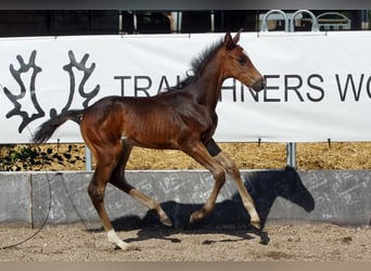 Trakehner, Hengst, 1 Jahr, Dunkelbrauner
