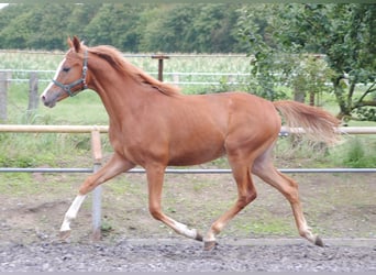 Trakehner, Hengst, 1 Jahr, Fuchs