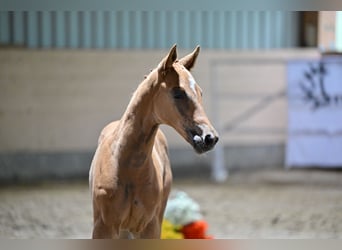 Trakehner, Hengst, 1 Jahr, Fuchs