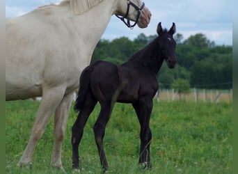 Trakehner, Hengst, 1 Jahr, Rappe