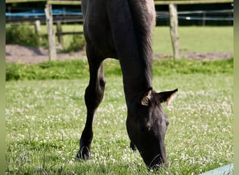 Trakehner, Hengst, 1 Jahr, Rappschimmel